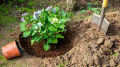 Warum die Hortensie nicht blüht, obwohl sie gesund aussieht: Der häufigste Fehler beim Schnitt