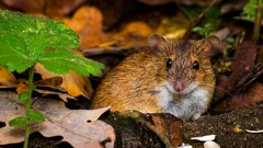 Wirken Ultraschallgeräte gegen Nagetiere? Was im Garten und Obstgarten wirklich hilft