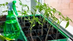 Tomatenpflanzen ohne Pflanzenlampe: 4 Regeln, damit sie kräftig und kompakt wachsen