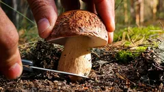 Pilze schneiden oder ausreißen: Was sagt die Wissenschaft und wie kann man Pilze sammeln, ohne den Wald zu zerstören?