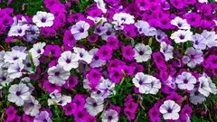 Petunien aussäen im Januar: so gelingen Keimung und kräftige Jungpflanzen ohne Spaghetti-Triebe