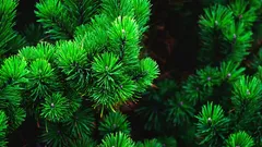 Kiefernnadeln im Garten: 10 praktische Anwendungen, die Arbeit und Wasser sparen